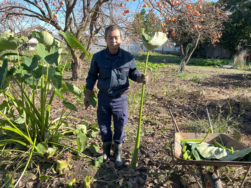 サトイモ　10月21日 (16)